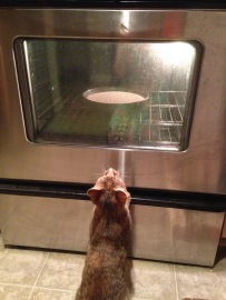My sous chef, Peanut, paitently waiting for the cake to be done.